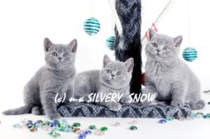   .  Silvery Snow ()