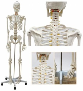 Анатомическая Модель скелета человека в натуральную величину (Фото)