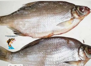 Рыба вяленая Густера по цене 299 руб./кг (Фото)