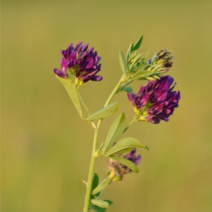 Семена люцерны сорта Манычская, Багира (Фото)