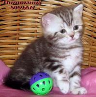 Британские котята шоколадный мрамор на серебре из питомника VIVIAN. (Фото)