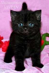 Британские черные котята из питомника (Фото)