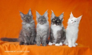 ���� ��� ������ �������� Murmurcat ������ (����)