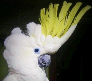 ����������� ������ (Cacatua galerita triton) - ������ ������ �� ��������� (����)