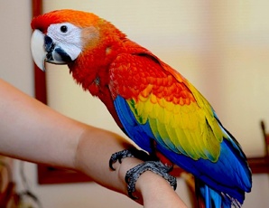 ������� ��� (Ara macao) - ������ ������ �� ��������� (����)