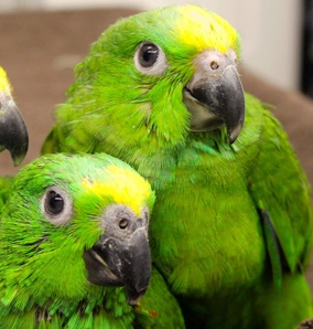 ���������� ������ (Amazona ochrocephala) - ������ ��������� �� ��������� (����)