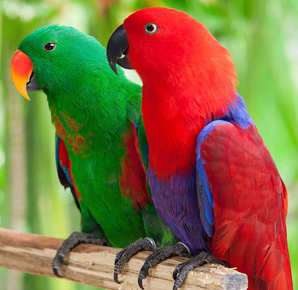 ����������� ������� (Eclectus roratus) - ������ ������ �� ��������� (����)