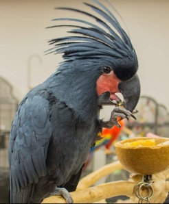 ������ ������, ��� ��������� ������ (Probosciger aterrimus) ������ ��������� �� ��������� (����)