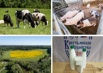 Фермерское хозяйство в Московской области: молочные и мясные продукты (Фото)