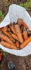 Быстрая доставка капусты, картошки, свеклы и моркови по Алтаю, Барнаул (Фото)