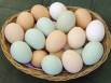 Яйцо куриное в Нижнем Новгороде (Фото)
