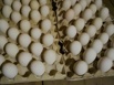 Гусиные яйца Линдовской породы инкубационные оптом, Уфа (Фото)
