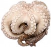 Осьминог огромный, (octopus vulgaris), свежемороженый в Москве (Фото)