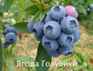 Ягода голубики садовой оптом с доставкой в РФ (Фото)