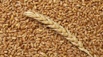 Пшеница, зерно продаем франко-вагон fca, Краснодар (Фото)