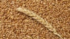 Пшеница, зерно продаем франко-вагон fca в Краснодаре (Фото)