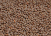 Семена красной чечевицы (Фото)