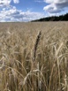 Продаётся Пшеница, Урожай 2021, Кишинев (Фото)