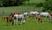 Лошади и жеребята живым весом. 125 руб/кг (Фото)