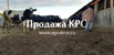 Продажа 560 голов племенных нетелей черно-пестрой породы, Благовещенск (Фото)