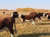 Реализуем нетелей и коров породы Герефорд, Магнитогорск (Фото)