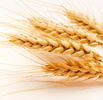 Семена озимой пшеницы Таня, Тимирязевка-150, Юка, Юбилейная-100, Краснодар (Фото)