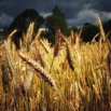 Семена озимой пшеницы Граф, Гомер, Гурт, Еланчик в Краснодаре (Фото)