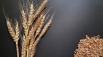 Семена озимой пшеницы Алексеич, Ахмат, Безостая-100, Гром, Краснодар (Фото)