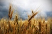 Семена озимой пшеницы скороспелый сорт Еланчик в Краснодаре (Фото)