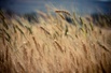 Семена озимой пшеницы среднеспелый сорт Ахмат, Краснодар (Фото)