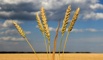 Семена озимой пшеницы сильные и ценные сорта в Краснодаре (Фото)