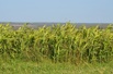 Семена суданской травы сорт Кинельская 100, Краснодар (Фото)