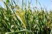 Семена суданской травы сорт Кинельская 100 в Краснодаре (Фото)