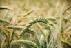 Семена озимого тритикале Тихон, Хлебороб в Краснодаре (Фото)