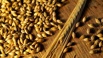 Семена ярового ячменя Вакула в Краснодаре (Фото)