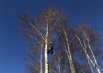 Удаление деревьев любой сложности, расчистка участков, дробление пней в Санкт-Петербурге (Фото)