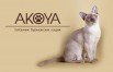 Бурманские котята из питомника akoya, Москва (Фото)