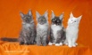 ���� ��� ������ �������� murmurcat ������ (����)
