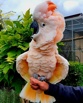 Молуккский какаду (cacatua moluccensis) - ручные птенцы из питомника, Москва (Фото)