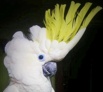 Желтохохлый какаду (cacatua galerita triton) - ручные птенцы из питомника в Москве (Фото)