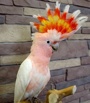 Какаду инка (cacatua leadbeateri) - птенцы выкормыши из питомника в Москве (Фото)