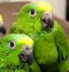 Желтолобый амазон (amazona ochrocephala) - птенцы выкормыши из питомника, Москва (Фото)