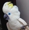 Очковый, или синеочковый какаду (cacatua ophthalmica) ручные птенцы из питомника, Москва (Фото)