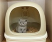 Наполнитель для кошачьего туалета, Москва (Фото)