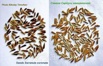 Семена серпухи венценосной на 3 м2 в Архангельске (Фото)