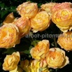 Саженцы роз в интернет магазине для весны 2022 года (Фото)