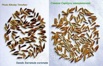 Семена серпухи венценосной от производителя в Архангельске (Фото)